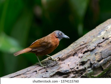Grey-headed Babbler (Stachyris poliocephala) is a species of bird in the Timaliidae family. It is found in Brunei, Indonesia, Malaysia, and Thailand at subtropical or tropical moist lowland forests