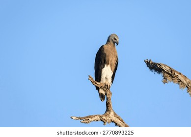 Grey-headed Fish Eagle Perched on a Bare Branch Against a Clear Blue Sky
