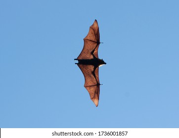 Grey-headed Flying Fox In Australia