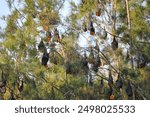 Grey-headed flying fox colony hanging in tree at dusk in Wollongong