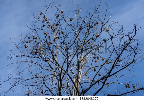 Grey-headed flying fox colony on a bare eucalyptus tree\
with blue sky on the background. Pteropus poliocephalus fruit bat\
colony 