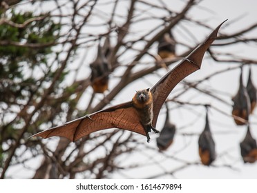 Grey-headed Flying Fox Photographed In Geelong, Victoria Australia