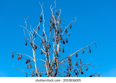 Grey-headed Flying Foxes Hanging In A Tree. Australian Native Animal Mega Bat. Endangered Species