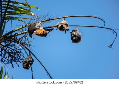 Grey-headed Flying Foxes Hanging In A Tree. Australian Native Animal Mega Bat. Endangered Species