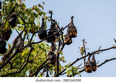 Grey-headed Flying Foxes Hanging In A Tree. Australian Native Animal Mega Bat. Endangered Species