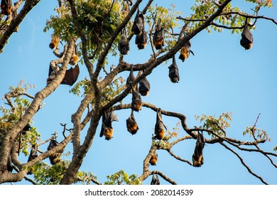 Grey-headed Flying Foxes Hanging In A Tree. Australian Native Animal Mega Bat. Endangered Species