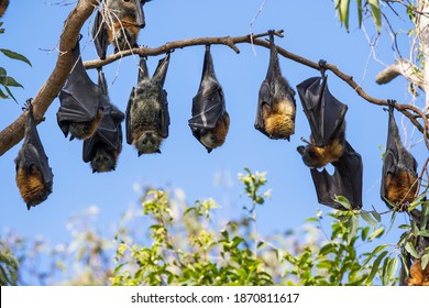 Grey-headed Flying Foxes Roosting In Bat Camp