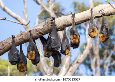 Grey-headed Flying Foxes Roosting In Bat Camp