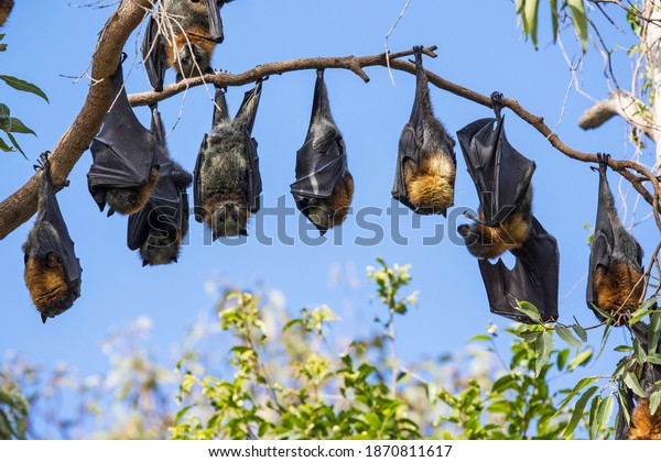 Grey-headed Flying\
Foxes roosting in bat\
camp