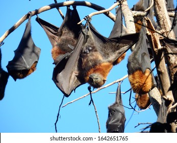 Grey-headed Flying-fox, Or Fruit Bat, Roosting In Tree Branches