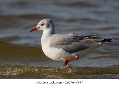 Grey-headed Gull Walking In Water Looking For Food