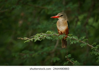 Grey-headed Kingfisher - Halcyon leucocephala african bird wide distributed from the Cape Verde Islands to Gambia, east to Somalia and south to South Africa, pale grey head. - Powered by Shutterstock