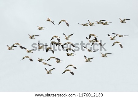 Similar – wild geese birds Dynamic