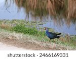 Grey-headed Swamphen out for a stroll, headed for Lutz Road at Lake Apopka Wildlife Drive