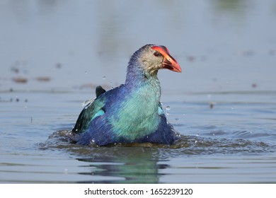 Grey-headed Swamphen Is A Species Of Swamphen Occurring From The Middle East And The Indian Subcontinent To Southern China And Northern Thailand. 