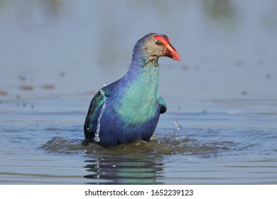 Grey-headed Swamphen Is A Species Of Swamphen Occurring From The Middle East And The Indian Subcontinent To Southern China And Northern Thailand. 