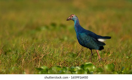 Grey-headed Swamphen Is A Species Of Swamphen Occurring From The Middle East And The Indian Subcontinent To Southern China And Northern Thailand.