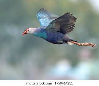 Grey-headed Swamphen Is A Species Of Swamphen Occurring From The Middle East And The Indian Subcontinent To Southern China And Northern Thailand.