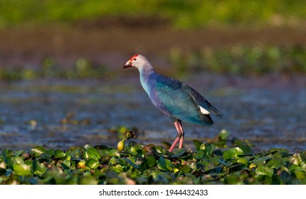 Grey-headed Swamphen Is A Species Of Swamphen Occurring From The Middle East And The Indian Subcontinent To Southern China And Northern Thailand.