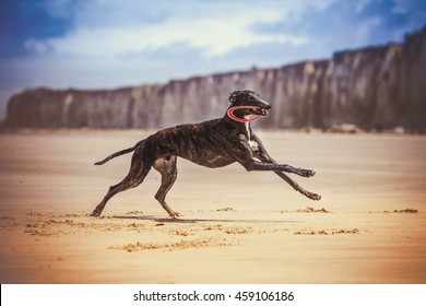 Greyhound