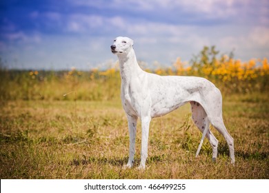 Greyhound