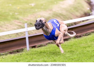 Greyhound with a blue vest; maintains a tucked posture while running.