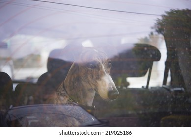 Greyhound In Car