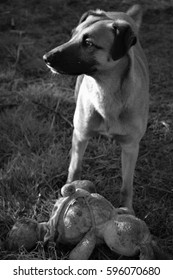 Greyhound Cross Dog With His Toy Rabbit