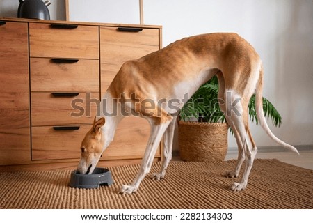 Greyhound dog. Greyhound Dog breed. Italian greyhound. Cute Greyhound dog.