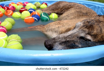 A Greyhound Dog Cools Off In A Kiddie Swimming Pool On A Hot Summer Day.