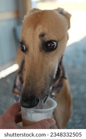 Greyhound dog licking pup cup ice cream