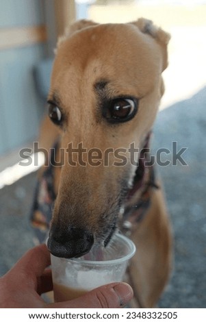 Greyhound dog licking pup cup ice cream