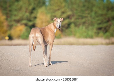 Greyhound Dog Looking Back 