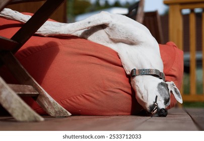 Greyhound dog sleeping spilling of his bed flexible noodle body funny - Powered by Shutterstock