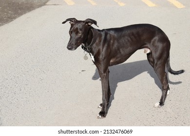 Greyhound dog takes a walk