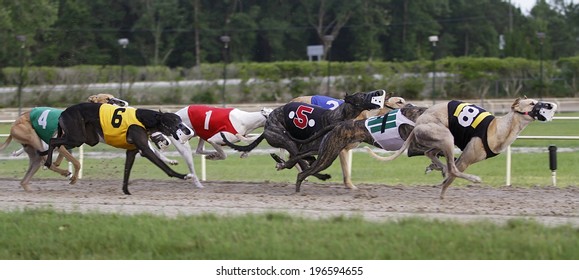 Greyhound Dogs Racing