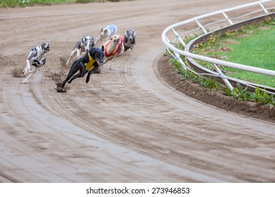 Greyhound Dogs Racing