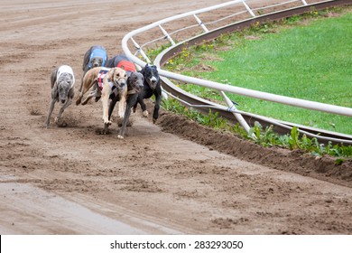 Greyhound Dogs Racing