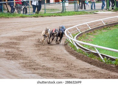 Greyhound Dogs Racing