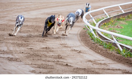 3,224 Racing Greyhound Images, Stock Photos & Vectors | Shutterstock