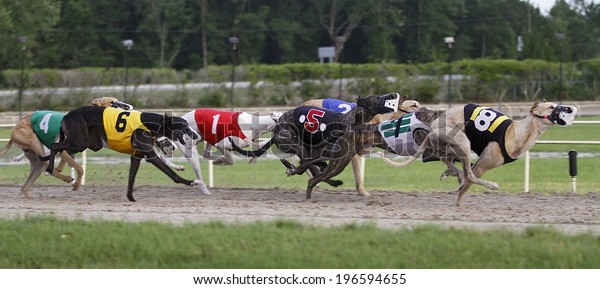 Greyhound Dogs Racing Stock Photo 196594655 | Shutterstock