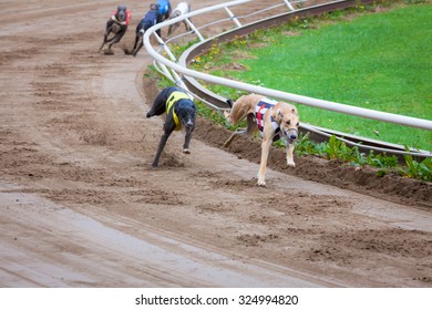 Greyhound Dogs Racing On Sand Track