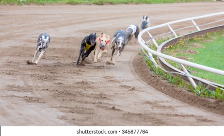 Greyhound Dogs Racing On Sand Track