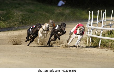 Greyhound Dogs Racing On Sand Track