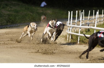 Greyhound Dogs Racing On Sand Track