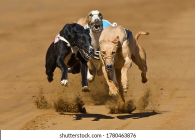 Greyhound Dogs Racing On Track