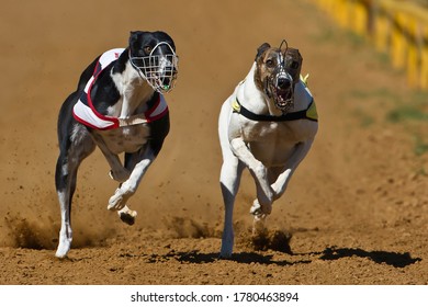 Greyhound Dogs Racing On Track