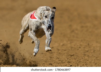 Greyhound Dogs Racing On Track