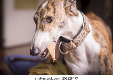 Greyhound Eating Pizza