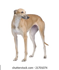 8,069 Greyhound on white background Images, Stock Photos & Vectors